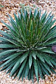 AGAVE FILIFERA