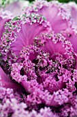 ORNAMENTAL KALE KING F1