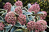 SKIMMIA MAGIC MARLOT