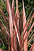 PHORMIUM MAORI SUNRISE (RAINBOW SUNRISE)