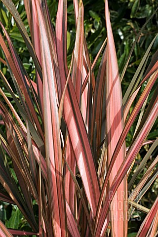 PHORMIUM_MAORI_SUNRISE_RAINBOW_SUNRISE