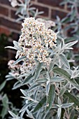 BUDDLEJA SILVER ANNIVERSARY (BUDDLEIA)