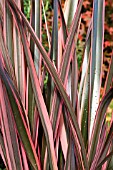 PHORMIUM SUNDOWNER