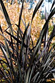 PHORMIUM TENAX PURPUREUM