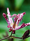 TRICYRTIS SHINALIN