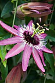 PASSIFLORA X VIOLACEA