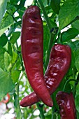 CHILLI BIG JIM (CAPSICUM)