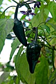 CHILLI BLACK HUNGARIAN (CAPSICUM)