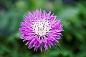 CENTAUREA JOHN COUTTS