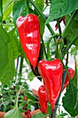 CHILLI CHERVENA CHUSKA (CAPSICUM)