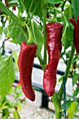 CHILLI CHIMAYA (CAPSICUM)