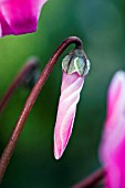 MINIATURE CYCLAMEN IN BUD