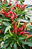 CHILLI FIRE (CAPSICUM)