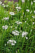 GARLIC CHIVES IN FLOWER