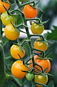 TOMATO GOLDEN CHERRY F1