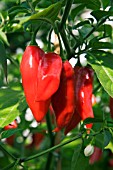 CHILLI HOT PAPER LANTERN