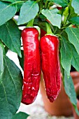 CHILLI HUNGARIAN HOT WAX