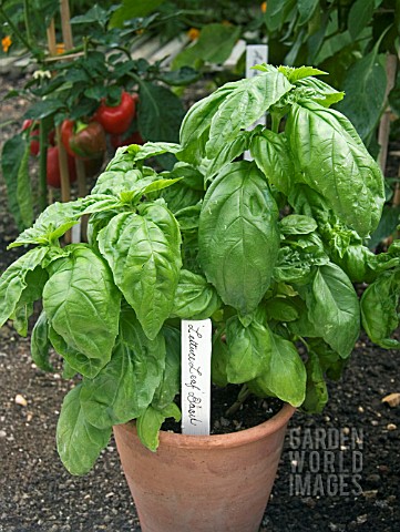 LETTUCE_LEAF_BASIL_IN_CONTAINER