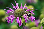 MONARDA PRAIRIE NIGHT WITH BUMBLE BEE