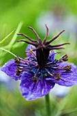 NIGELLA CURIOSITY