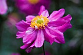 ANEMONE JAPONICA PAMINA