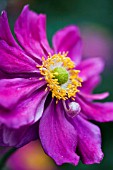 ANEMONE JAPONICA PAMINA