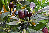 CHILLI PERUVIAN PURPLE (CAPSICUM)