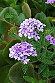 VERBENA SEABROOKS LAVENDER