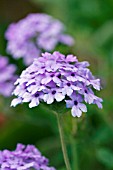 VERBENA SEABROOKS LAVENDER