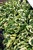 AMERICAN LAND CRESS VARIEGATED