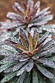 EUPHORBIA BLACKBIRD WITH RAINDROPS