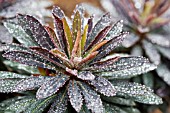 EUPHORBIA BLACKBIRD WITH RAINDROPS