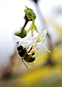 HONEY BEE FEEDING ON LONICERA PURPUSII