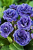 PRIMULA BELARINA BLUE (DOUBLE PRIMROSE)