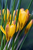 CROCUS FUSCOTINCTUS