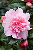 CAMELLIA JAPONICA BALLET QUEEN