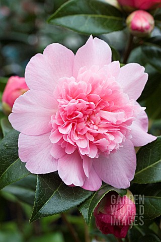 CAMELLIA_JAPONICA_BALLET_QUEEN