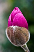 MAGNOLIA BLACK TULIP