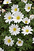 ANEMONE BLANDA ALBA