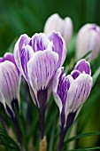 CROCUS PICKWICK