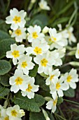 PRIMULA VULGARIS (NATIVE PRIMROSE)