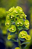 EUPHORBIA ROBBIAE