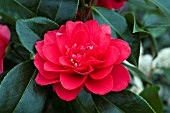 CAMELLIA JAPONICA VOLCANO