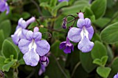 STREPTOCARPUS SAXORUM