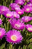 CARPOBROTUS EDULIS