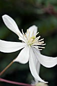 CLEMATIS ARMANDII ENHAM STAR