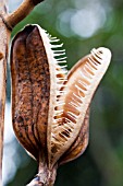 CARDIOCRINUM GIGANTEUM SEED HEAD