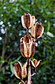 CARDIOCRINUM GIGANTEUM SEED HEADS