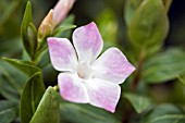 VINCA DIFFORMIS JENNY PYM