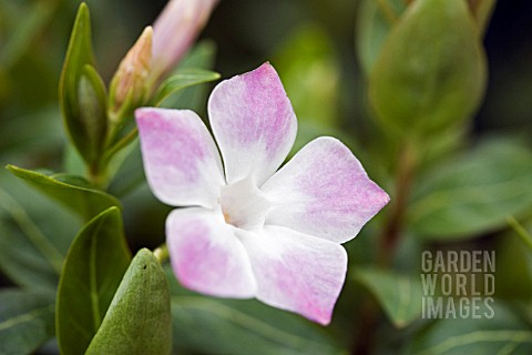 VINCA_DIFFORMIS_JENNY_PYM